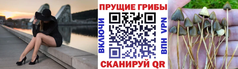 Псилоцибиновые грибы мухоморы  Купить  Бронницы 